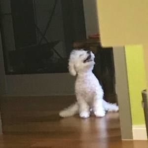 Meet your Posher, Steve